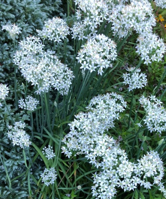 Garlic Chives Seeds (Allium tuberosum) - Perennial Herb - 100+ Seeds