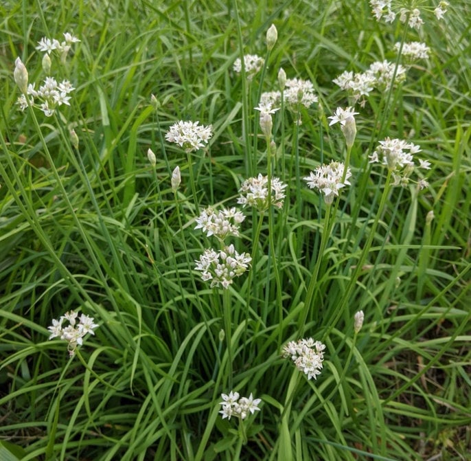 Garlic Chives Seeds (Allium tuberosum) - Perennial Herb - 100+ Seeds