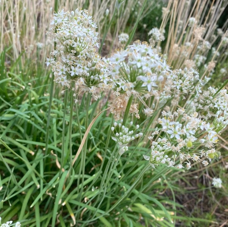 Garlic Chives Seeds (Allium tuberosum) - Perennial Herb - 100+ Seeds