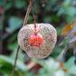 Chinese Lantern Seeds, Japanese-Lantern Seeds (Physalis alkekengi) - Perennial Herb - 100+ Seeds