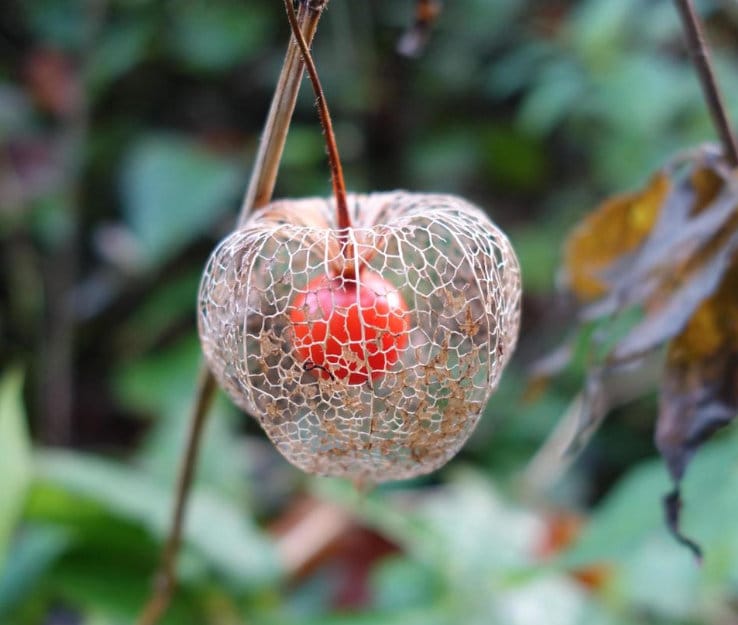 Chinese Lantern Seeds, Japanese-Lantern Seeds (Physalis alkekengi) - Perennial Herb - 100+ Seeds
