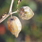 Chinese Lantern Seeds, Japanese-Lantern Seeds (Physalis alkekengi) - Perennial Herb - 100+ Seeds