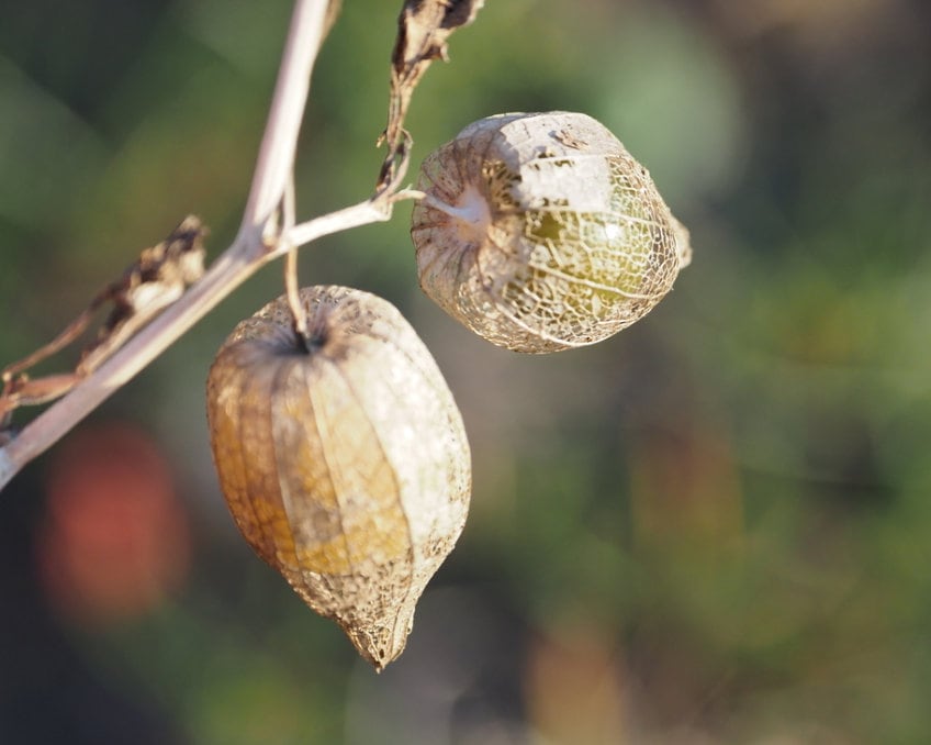 Semillas de linterna china, Semillas de linterna japonesa (Physalis alkekengi) - Hierba perenne - Más de 100 semillas