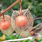 Chinese Lantern Seeds, Japanese-Lantern Seeds (Physalis alkekengi) - Perennial Herb - 100+ Seeds