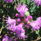 Thym sauvage (Thymus praecox) - Herbe vivace -1000+ graines