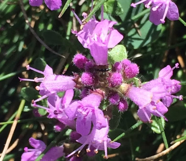Wild Thyme (Thymus praecox) - Perennial Herb -1000+ Seeds
