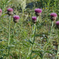 Maral root (Leuzea carthamoides) - Perennial Herb - 30+ Seeds