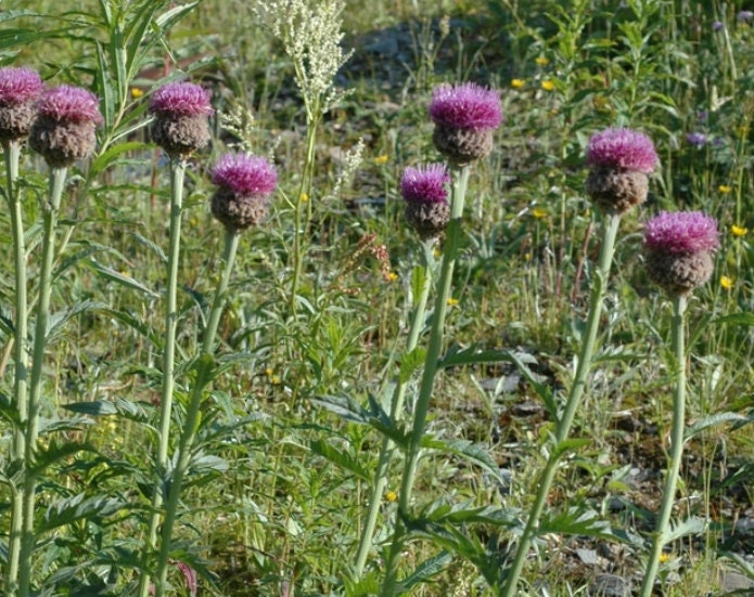 Maral root (Leuzea carthamoides) - Perennial Herb - 30+ Seeds