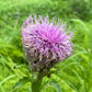 Maral root (Leuzea carthamoides) - Perennial Herb - 30+ Seeds