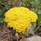 Yellow Yarrow Seeds, Fernleaf Yarrow Seeds (Achillea filipendulina) - Perennial Flower - 1000+ Seeds