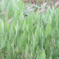 Yellow Yarrow Seeds, Fernleaf Yarrow Seeds (Achillea filipendulina) - Perennial Flower - 1000+ Seeds