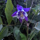 European Columbine Seeds, Granny's Nightcap (Aquilegia vulgaris) - Perennial Flower - 100+ Seeds