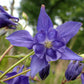 European Columbine Seeds, Granny's Nightcap (Aquilegia vulgaris) - Perennial Flower - 100+ Seeds