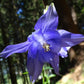 European Columbine Seeds, Granny's Nightcap (Aquilegia vulgaris) - Perennial Flower - 100+ Seeds