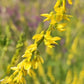 Sweet Yellow Clover Seeds, Yellow Melilot (Melilotus officinalis) - Biennial Flower - 500+ Seeds