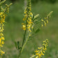 Sweet Yellow Clover Seeds, Yellow Melilot (Melilotus officinalis) - Biennial Flower - 500+ Seeds