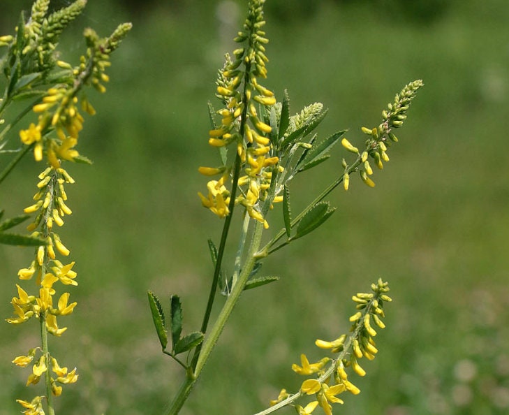 Semillas de trébol amarillo dulce, meliloto amarillo (Melilotus officinalis) - Flor bienal - Más de 500 semillas