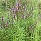Semillas de Verbena Azul, Verbena Americana (Verbena hastata) - Hierba Perenne Nativa - Más de 500 Semillas