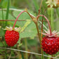 Graines de fraises sauvages, fraises des bois (Fragaria vesca) - Vivace - 100+ graines