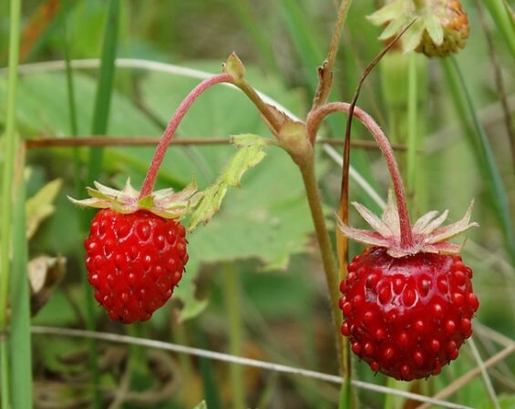 Graines de fraises sauvages, fraises des bois (Fragaria vesca) - Vivace - 100+ graines