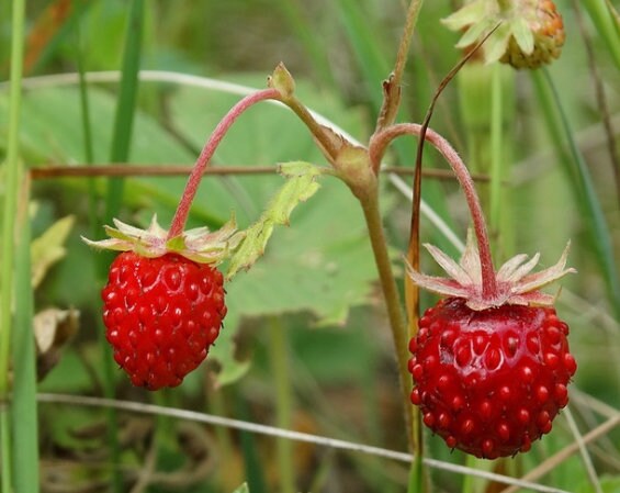 Fraisier des bois · 1