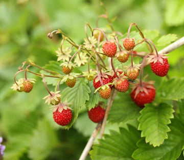 Fraisier des bois · 3