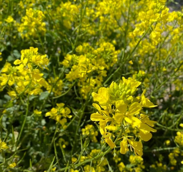 White Mustard Seeds (Sinapis alba) - Annual - 250+ Seeds