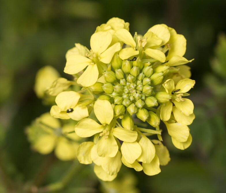 White Mustard Seeds (Sinapis alba) - Annual - 250+ Seeds