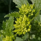 Semillas de Mostaza Blanca (Sinapis alba) - Anual - Más de 250 semillas