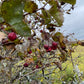 Hawthorn (Crataegus sp.)