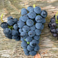 Valiant Grape Seeds (Vitis riparia x Fredonia) - Cold Hardy Table Grape - Zone 3 - 30+ Seeds