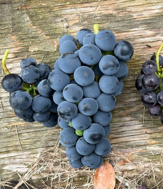 Valiant Grape Seeds (Vitis riparia x Fredonia) - Cold Hardy Table Grape - Zone 3 - 20+ Seeds