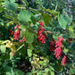 Semillas de agracejo (Berberis vulgaris) - Planta perenne - Zona 3/4 - 20+ semillas