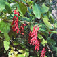 Semillas de agracejo (Berberis vulgaris) - Planta perenne - Zona 3/4 - 20+ semillas