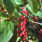 Semillas de agracejo (Berberis vulgaris) - Planta perenne - Zona 3/4 - 20+ semillas