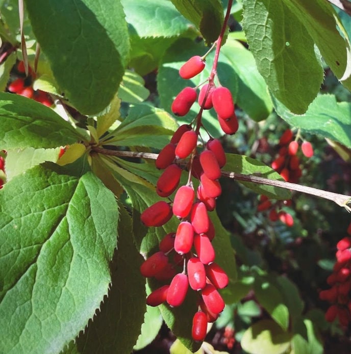 Barberry Seeds (Berberis vulgaris) - Perennial - Zone 3/4 - 20+ Seeds