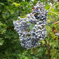 Blue Elderberry Seeds (Sambucus Caerulea)  - Hardiness Zone 5 (-29C / -20F) - 50+ Seeds