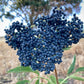Blue Elderberry Seeds (Sambucus Caerulea)  - Hardiness Zone 5 (-29C / -20F) - 50+ Seeds
