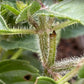 Graines de basilic sacré, graines de Tulsi (Ocimum tenuiflorum) - 250+ graines