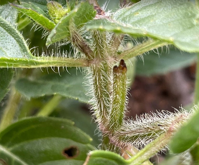 Holy Basil Seeds, Tulsi Seeds (Ocimum tenuiflorum) - 250+ Seeds