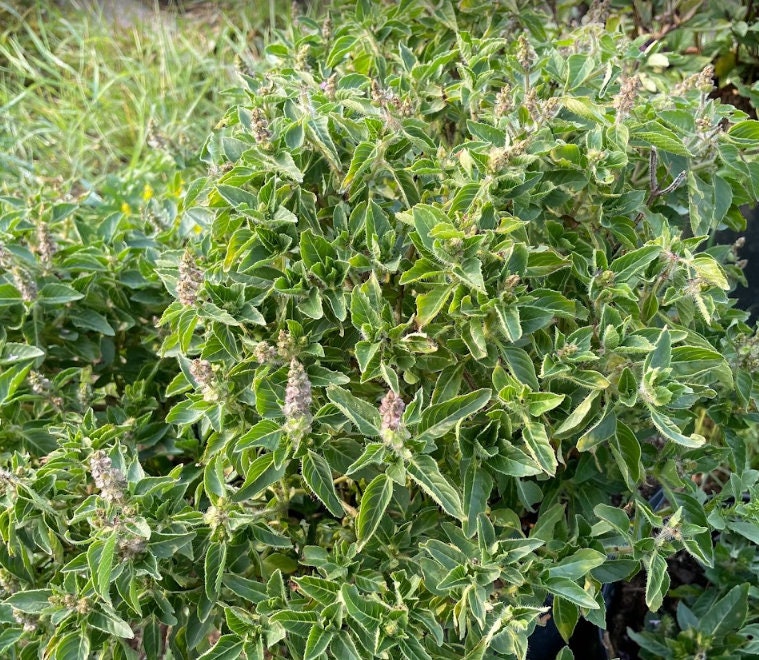 Holy Basil Seeds Tulsi Seeds Ocimum tenuiflorum 250 Seeds