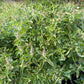 Graines de basilic sacré, graines de Tulsi (Ocimum tenuiflorum) - 250+ graines