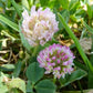 Trèfle rouge (Trifolium pratense) - Couvre-sol vivace - 1000+ graines
