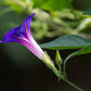 Morning Glory Seeds (Ipomoea purpurea) - 50+ seeds