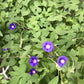 Morning Glory Seeds (Ipomoea purpurea) - 50+ seeds