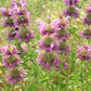 Lemon Bergamot, Lemon Beebalm Seeds (Monarda citriodora) - Native Wildflower - 300+ seeds