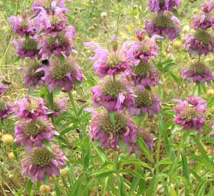 Lemon Bergamot, Lemon Beebalm Seeds (Monarda citriodora) - Native Wildflower - 300+ seeds