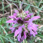 Lemon Bergamot, Lemon Beebalm Seeds (Monarda citriodora) - Native Wildflower - 300+ seeds