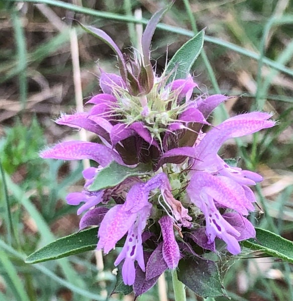 Lemon Bergamot, Lemon Beebalm Seeds (Monarda citriodora) - Native Wildflower - 300+ seeds