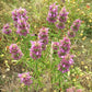 Lemon Bergamot, Lemon Beebalm Seeds (Monarda citriodora) - Native Wildflower - 300+ seeds
